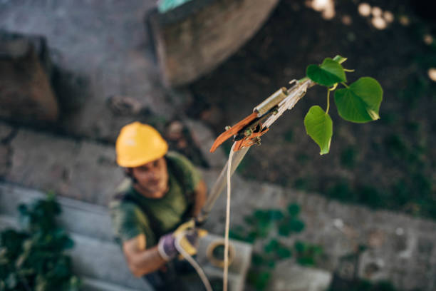 How Our Tree Care Process Works  in Watertown, SD